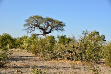 Afrikanische Landschaft
