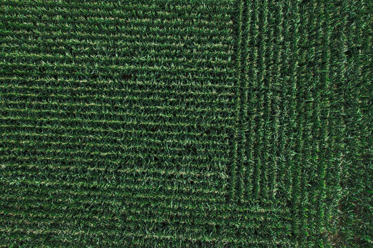 Aerial image of corn and wheat field with crossroads. Freckenfeld, Germany
