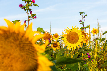 Field of sunflowers with blue skies and clouds. Freckenfeld, Germany
