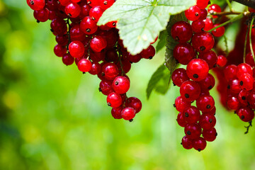 A branch of red currant. Currant, close-up of berries and leaves. Red currant on a bush in a private garden. close up