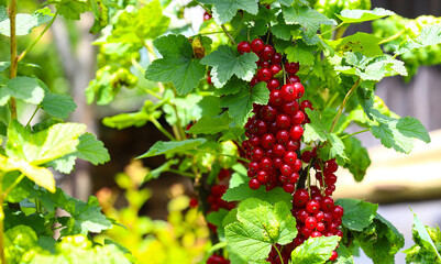 A branch of red currant. Currant, close-up of berries and leaves. Red currant on a bush in a private garden. close up