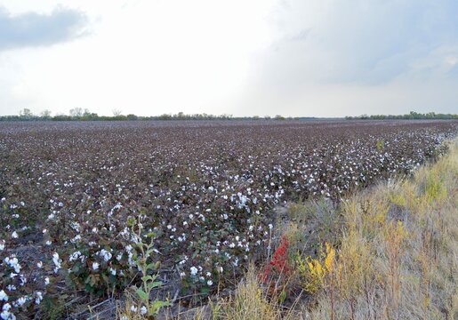 Cotton Field in Kansas 