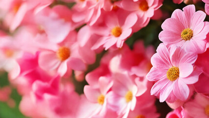 Obraz premium Beautiful pink flowers background, 16:9 with copyspace, 300 dpi