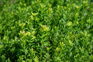 Green grass on a meadow on a bright day, capturing the vibrant beauty of nature, the essence of a sunny landscape, and the tranquility of a lush field under the sun