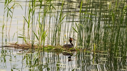 Great Crested Grebe Nesting Among Reeds