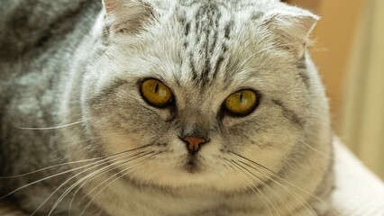 Close-up of Grey Cat with Amber Eyes