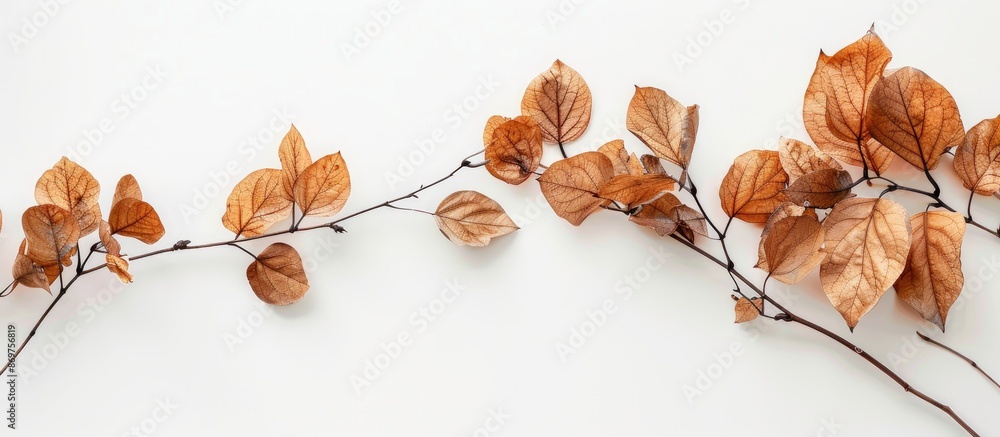 Leinwandbilder a clear view of dried leaves with a white background makes for an ideal copy space image.