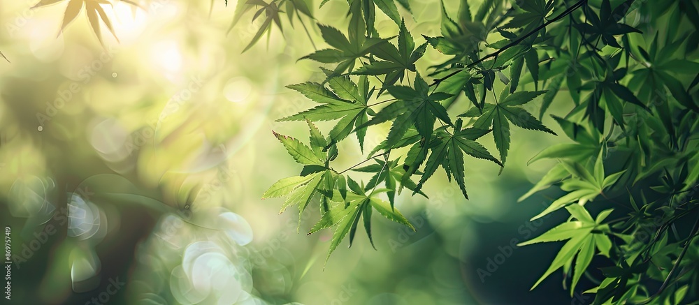Poster fresh green japanese maple leaves in a setting with copy space image.