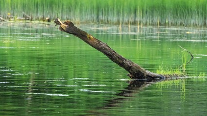 Tree Log Emerging from Tranquil Green Pond