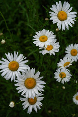 Daisies on a green background in a meadow in summer afternoon time sunlight