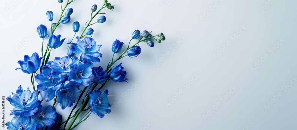 Leinwandbilder delphinium on a white backdrop with ample copy space image.