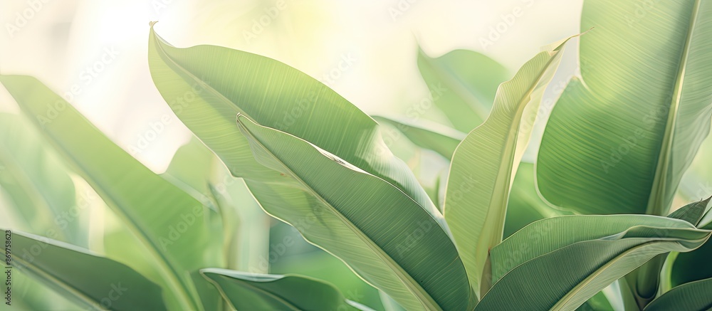 Aufkleber soft pastel-toned green banana leaves in a natural setting with an open space for incorporating an i