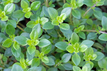 Lemon thyme (Thymus citriodorus) culinary herb plant  