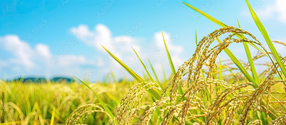 Poster copy space image of japanese rice fields pre-harvest with a backdrop of a clear blue summer sky and 