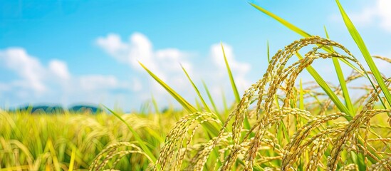 Copy space image of Japanese rice fields pre-harvest with a backdrop of a clear blue summer sky and ripe rice ears.