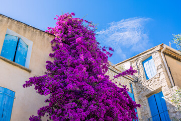Bougainvillier dans le village de Bages