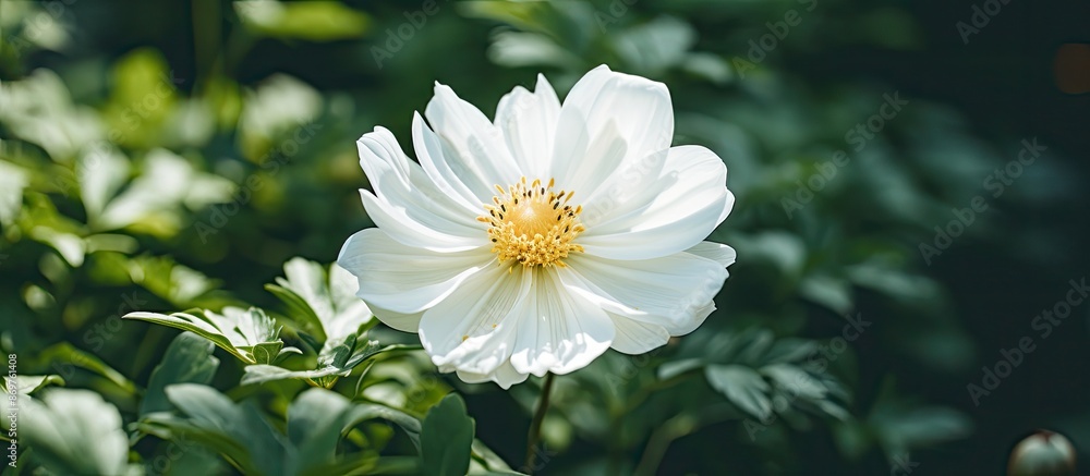 Aufkleber a white flower in a garden with ample copy space image for a close-up shot.