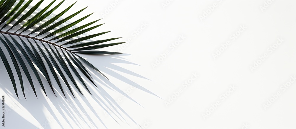 Leinwandbilder a minimalist composition portraying a monochromatic palm leaf shadow against a white surface. backgr