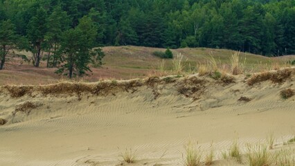 Sandy Dune with Grass and Forest Background. Curonian dunes, Lithuania