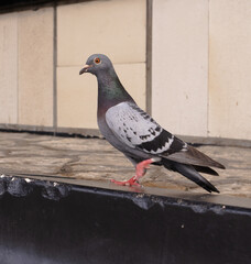 pigeon on the wall