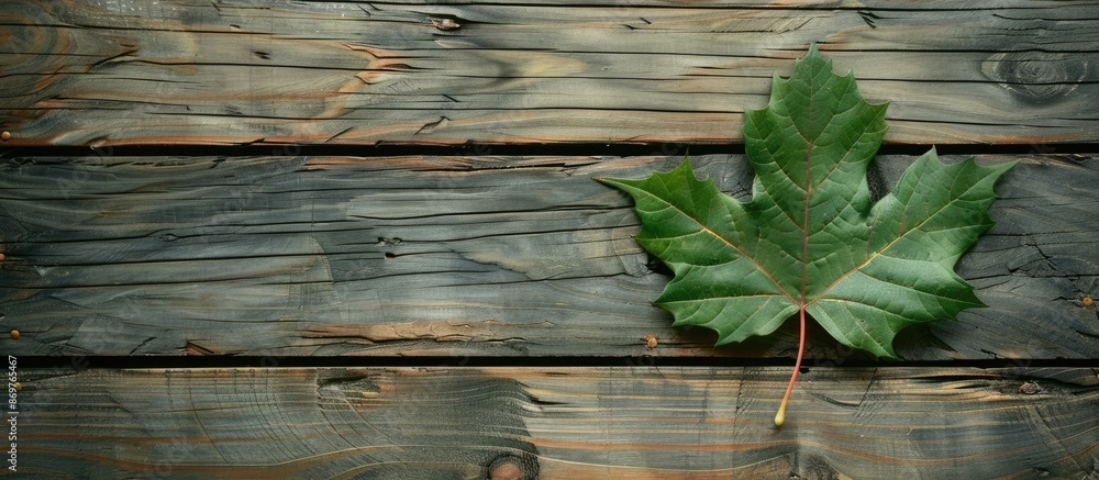 Poster vintage wooden background with a green maple leaf and ample copy space image.