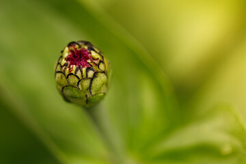macro photography of a house flower