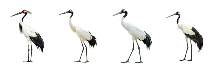 Obraz premium Four white cranes standing in different poses on transparent background, tall graceful bird beak