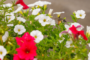 Polish hummingbird on beautiful flowers. Hummingbird Hawk-moth © TomaszGwóźdźFoto