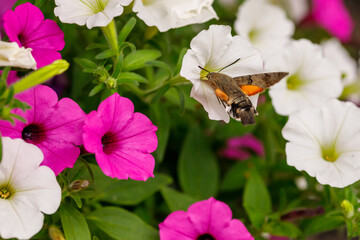 Polish hummingbird on beautiful flowers. Hummingbird Hawk-moth © TomaszGwóźdźFoto