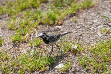 Selective focus photo. White wagtail bird, Motacilla alba.