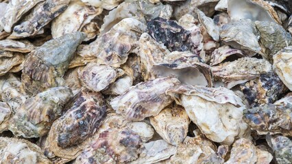 Close-Up of Oyster Shell Pile