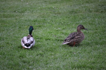 Duck in park in Dublin