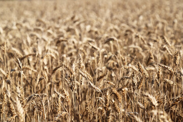 Cultivated wheat field ready for harvest, agricultural landscape