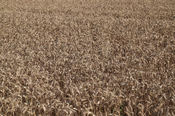 Cultivated wheat field ready for harvest, agricultural landscape
