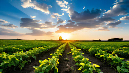 From field to food - A healthy expanse of soybeans ripening in the sunshine