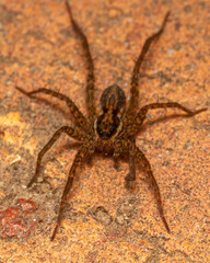 Macro fotografía de Araña