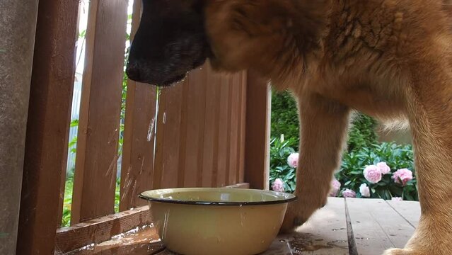German Shepherd dog drinks water from a bowl on the porch of the house. A dog quenches his thirst on a hot day.
