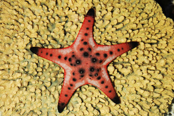 chocolate chip sea star (Protoreaster nodosus)