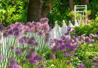 Purple flowers in spring garden fence