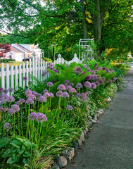 Purple flowers in spring garden fence