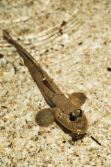 Adult giant mudskipper (Periophthalmodon schlosseri) 