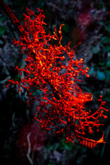 Flor iluminada com uma luz vermelha, a floresta pegando fogo. 