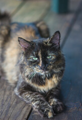 Cat lying on wooden floor