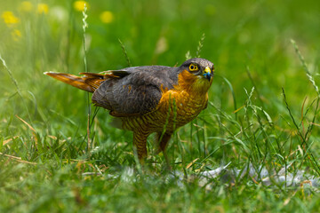 Sparrowhawk with a prey on grass in high resolution photo.