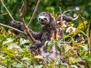 Friendly smiling three-fingered sloth (Bradypus) at the Rio Purus, a right tributary of the Amazon in Brazil. © Albert Schweitzer