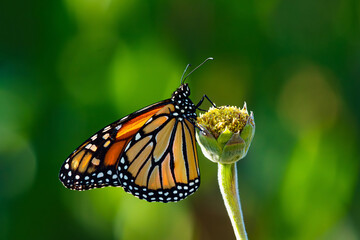 Fototapeta premium A Monarch Butterfly observed at close range on a flower stem early in the Fall Season. The wings and background are vibrant and colorful from the illuminating afternoon sunlight.