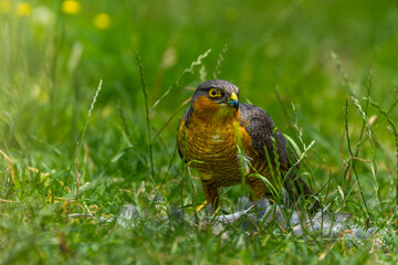 Sparrowhawk with a prey on grass in high resolution photo.