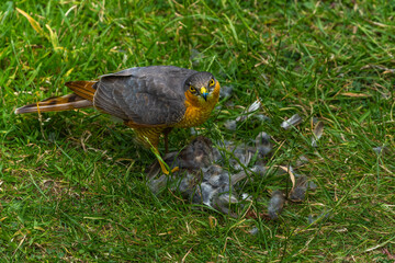 Sparrowhawk with a prey on grass in high resolution photo.