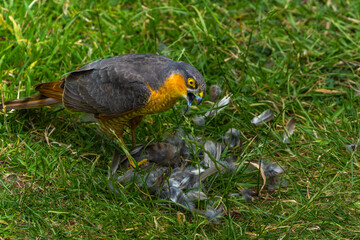 Sparrowhawk with a prey on grass in high resolution photo.