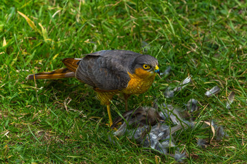 Sparrowhawk with a prey on grass in high resolution photo.
